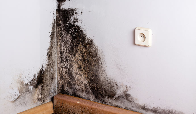 Black mold on wall surface