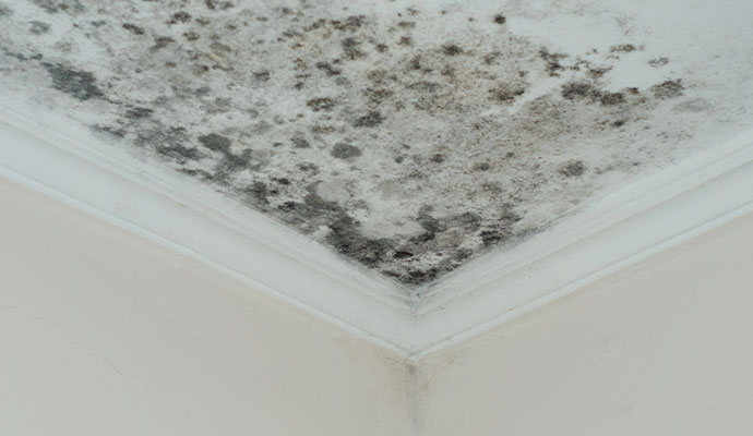 trategies to Prevent Future Mold Growth