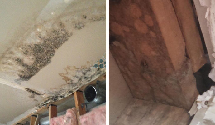 collage of mold on different wall surfaces